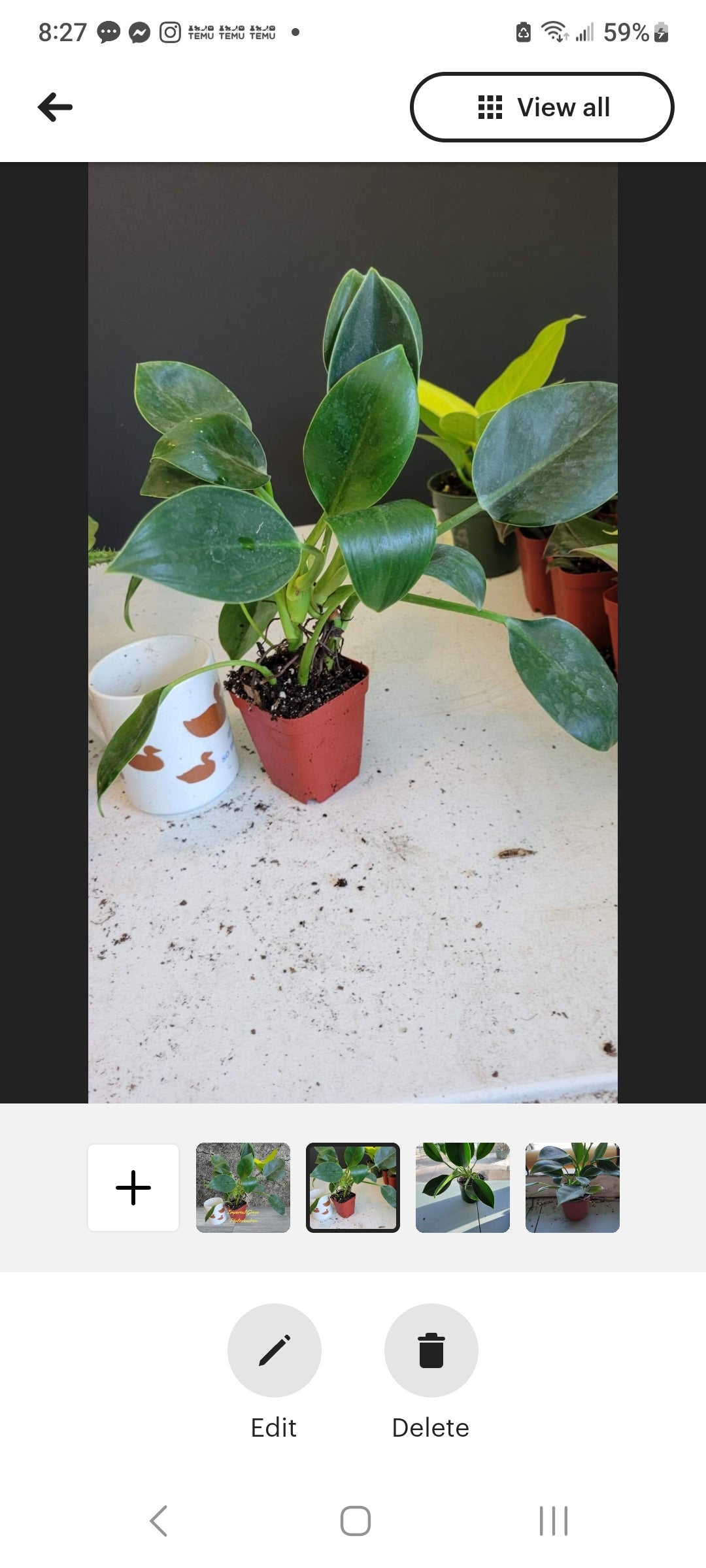 Philodendron Imperial Green four inch pot. Photos b4 Shipping