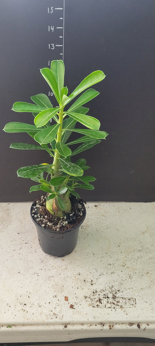 Pink Desert Rose in four inch pot.