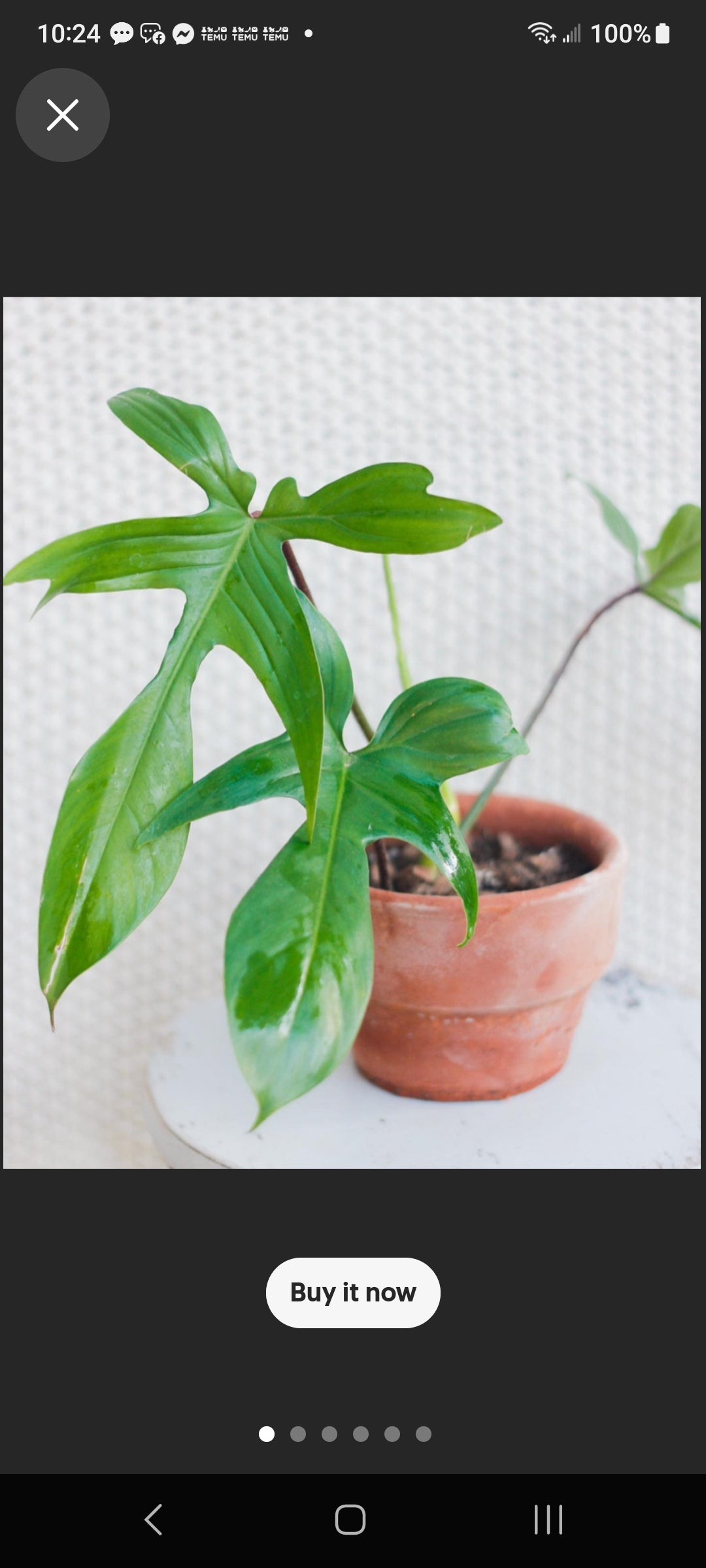 Philodendron Pedatum.  Rare and hard to find. Four inch pots.