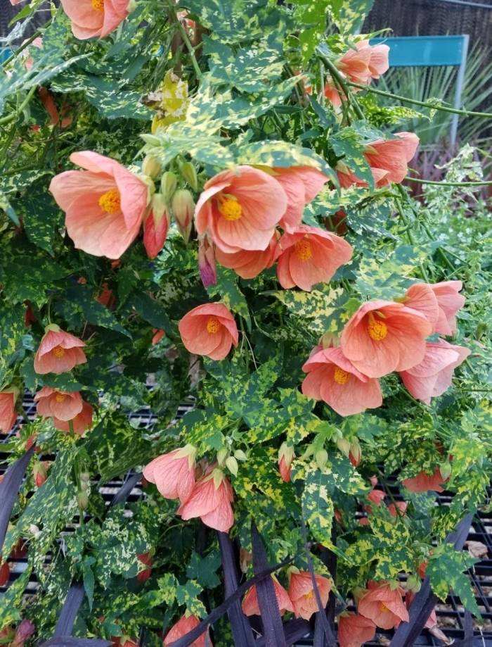 Variegated Abutilon Chinese Lantern in four inch pots. Photos b4 Shipping