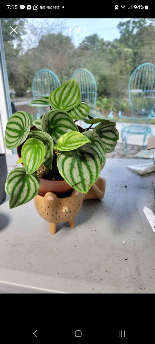 Peperomia Watermelon six inch  pot. Photos b4 Shipping