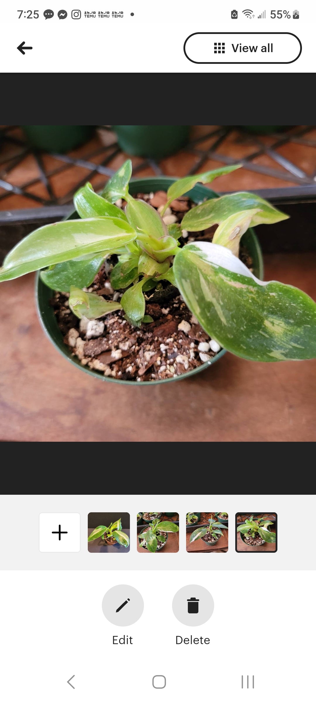 Philodendron White Princess starter plants three inch pots.