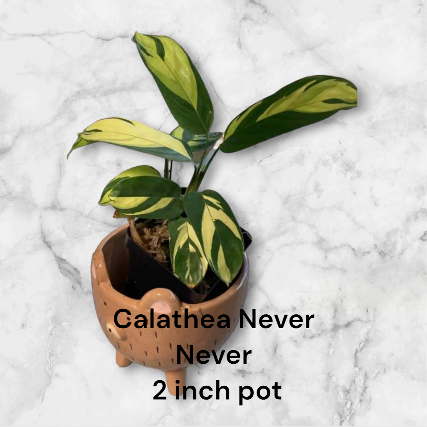 Calathea Pilosa Never Never Plant