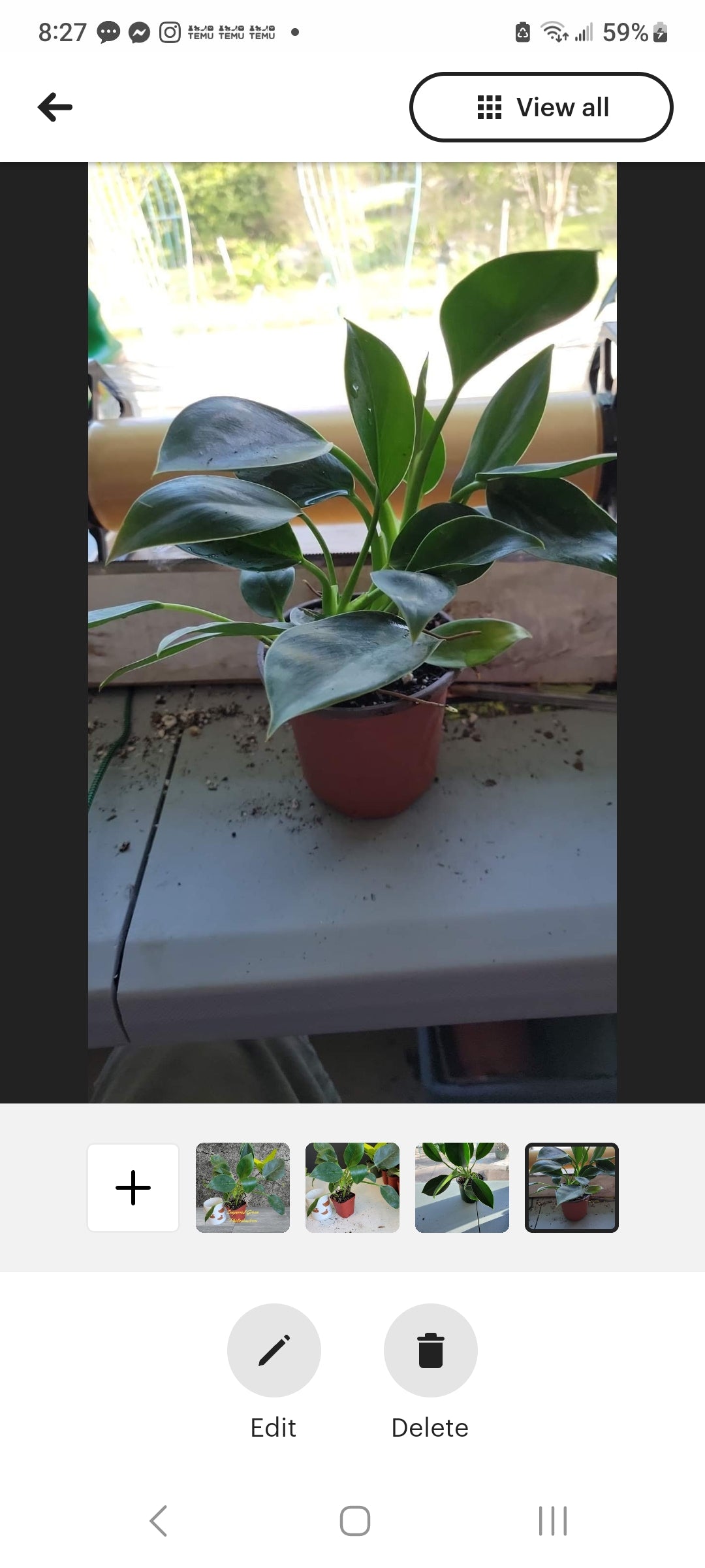 Philodendron Imperial Green four inch pot. Photos b4 Shipping