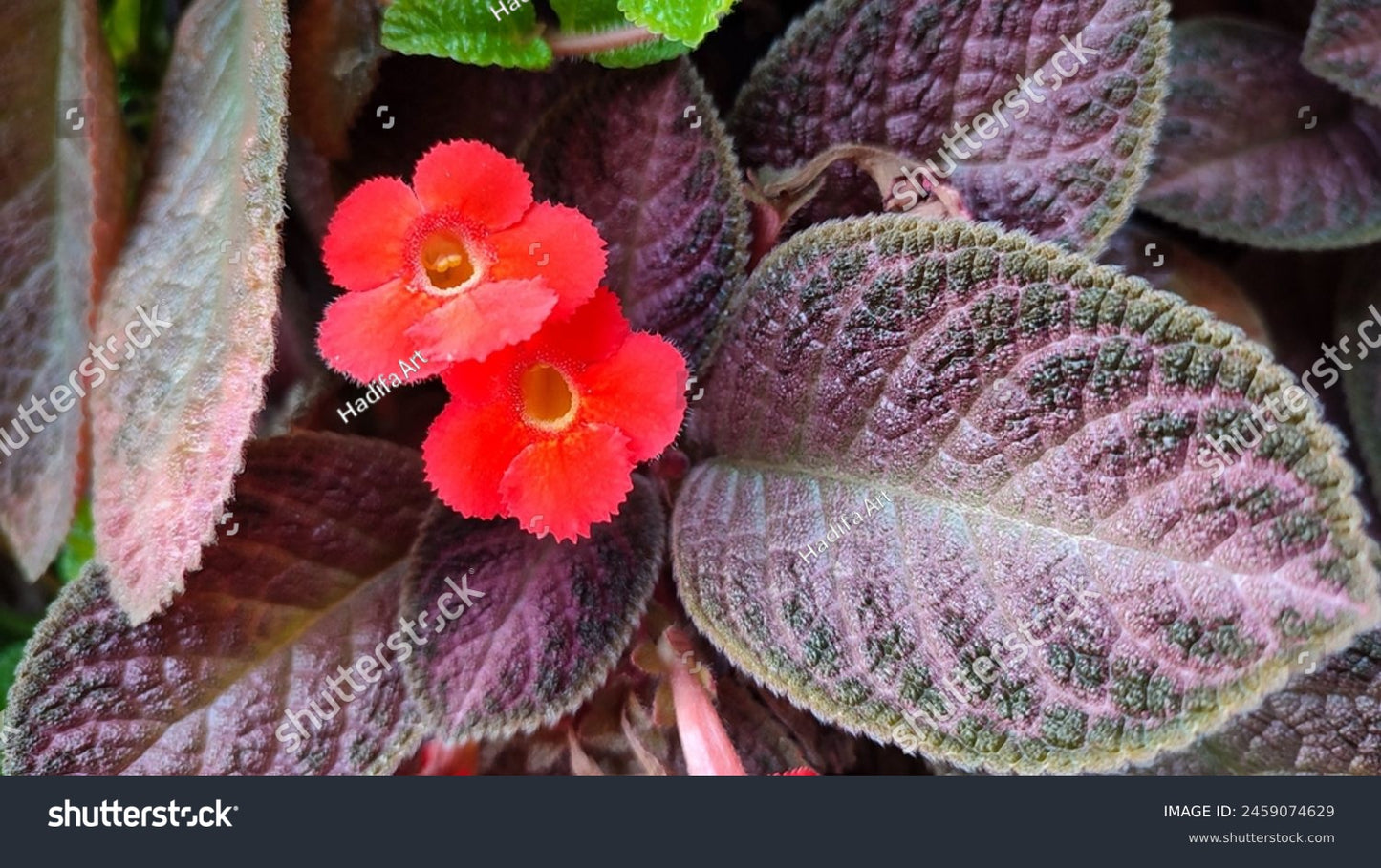Episcia Purple Rain two inch pot. Photos b4 Shipping