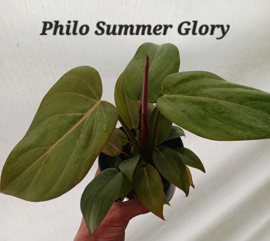 Philodendron Summer Glory four inch pot .