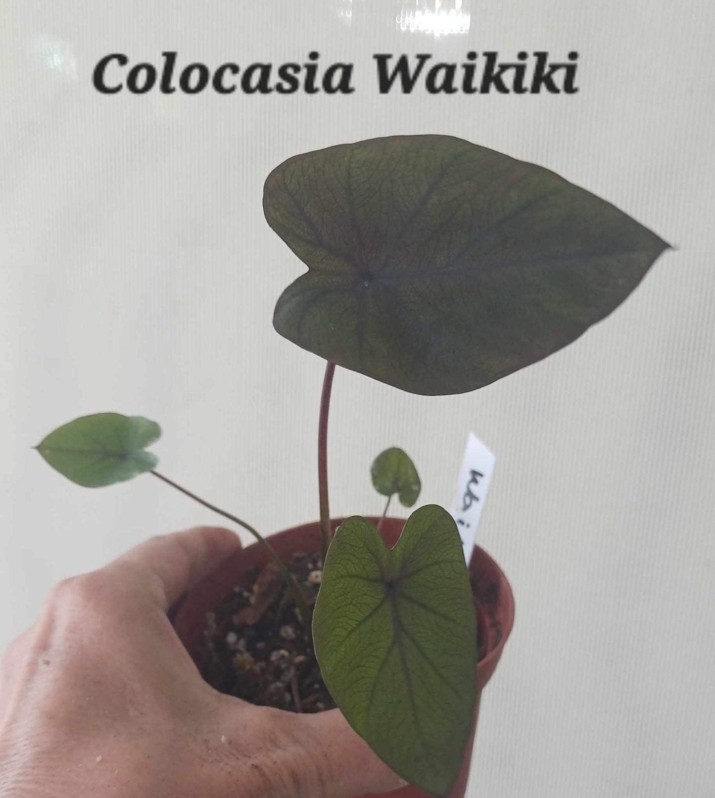 Colocasia Waikiki Elephant Ear starter plant in four inch pot. Photos b4 Shipping.