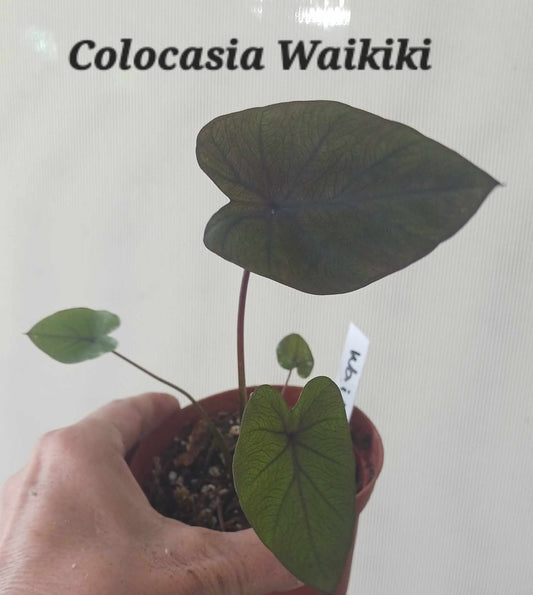 Colocasia Waikiki Elephant Ear starter plant in four inch pot. Photos b4 Shipping.
