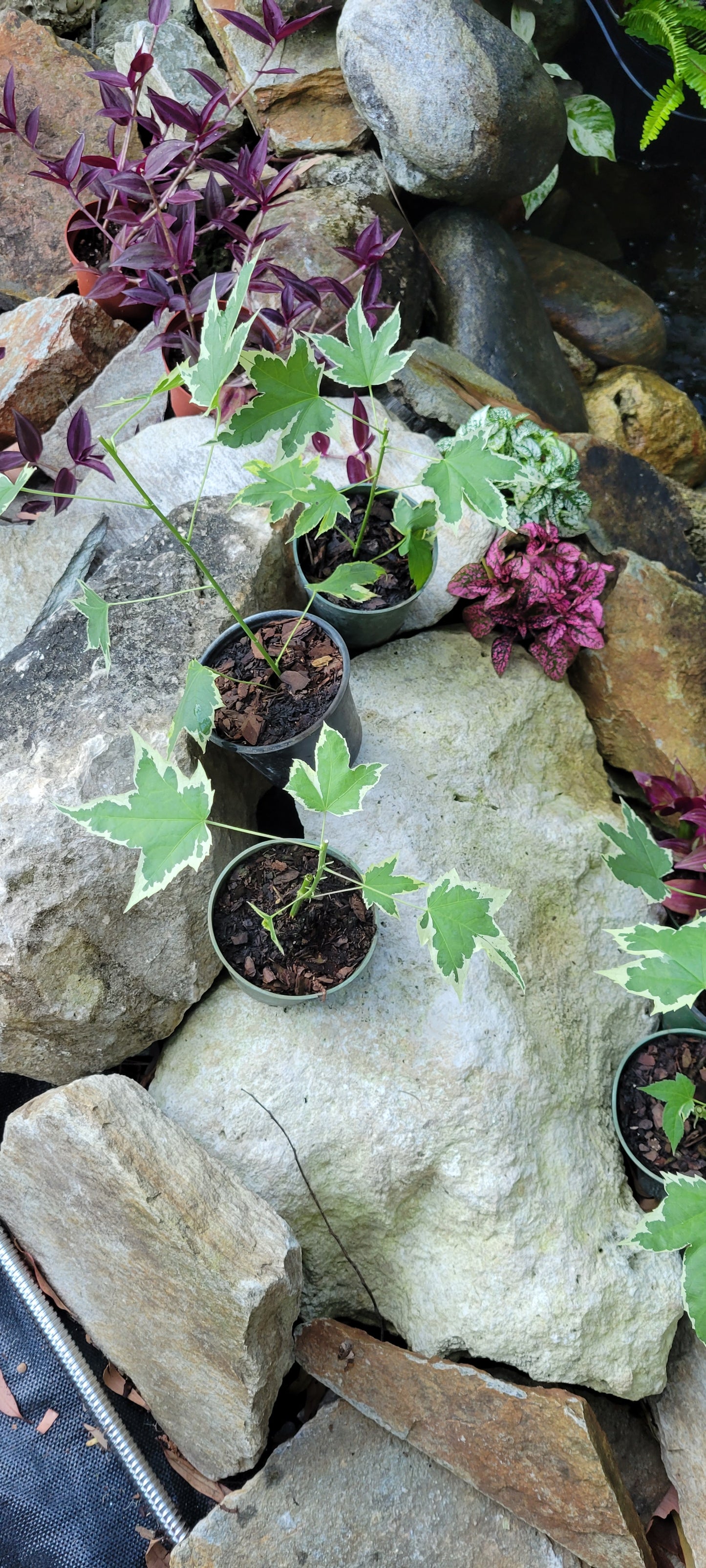 Variegated Abutilon Chinese Lantern in four inch pots. Photos b4 Shipping