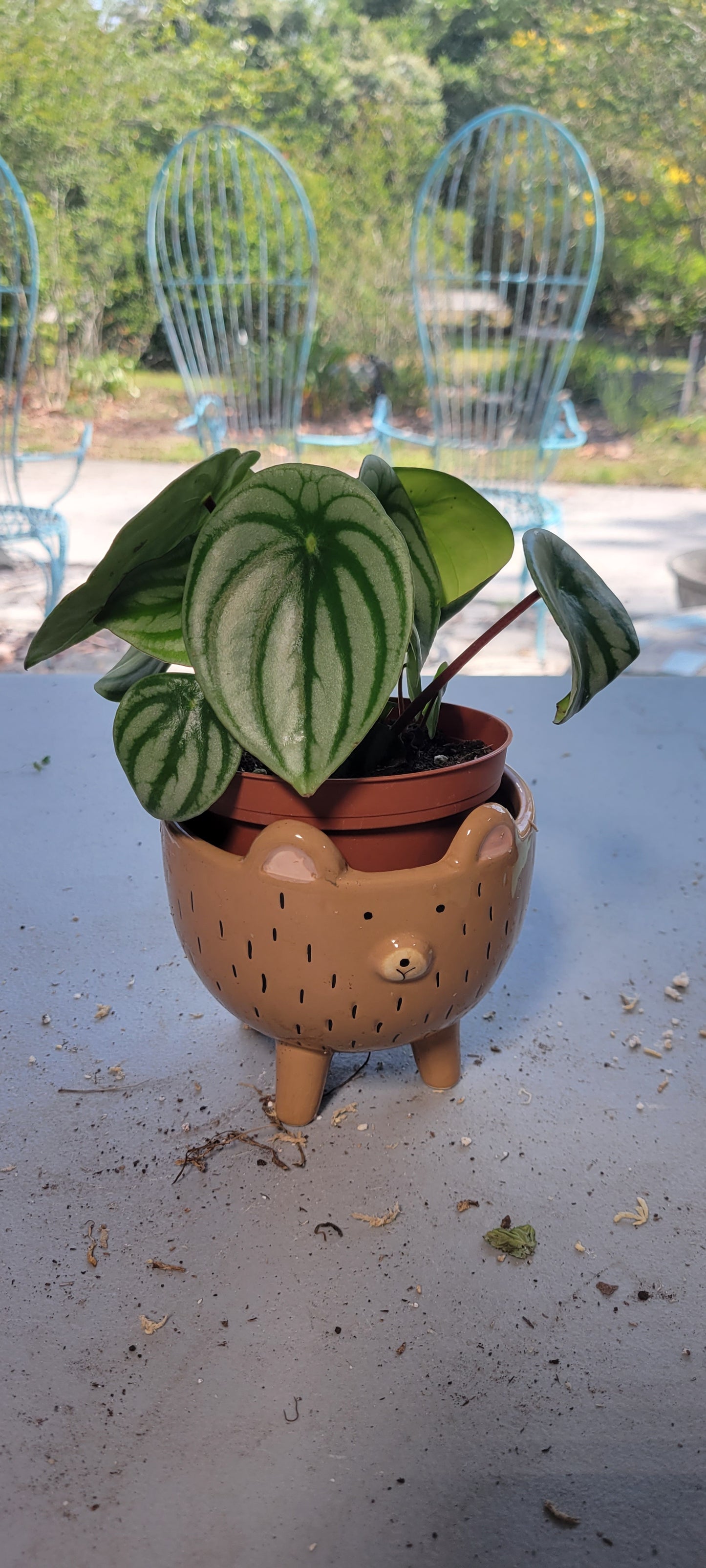Peperomia Watermelon four inch pot. Photos b4 Shipping