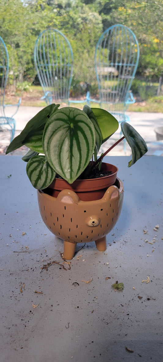 Peperomia Watermelon four inch pot. Photos b4 Shipping