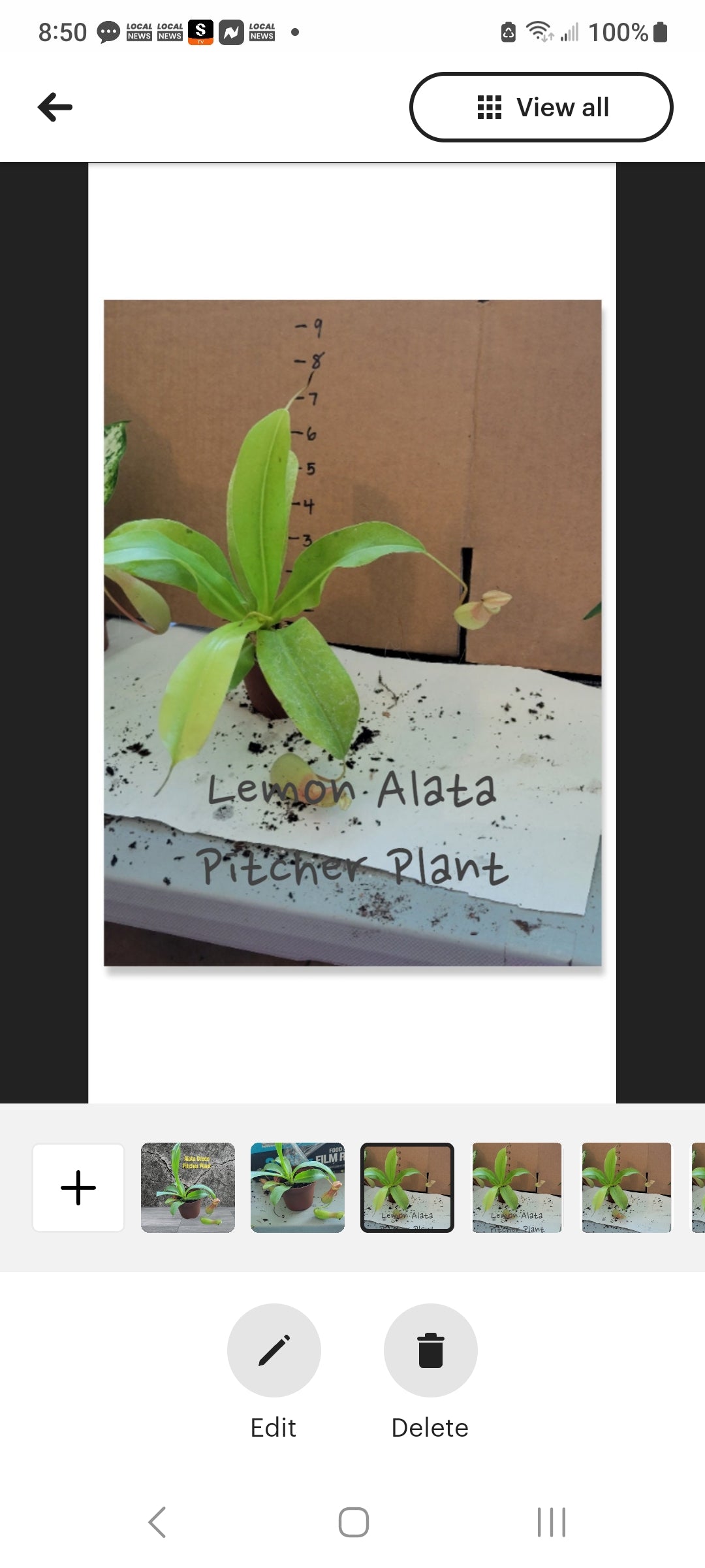 Nepenthes Alata Pitcher Plants four inch pots. Photos b4 Shipping
