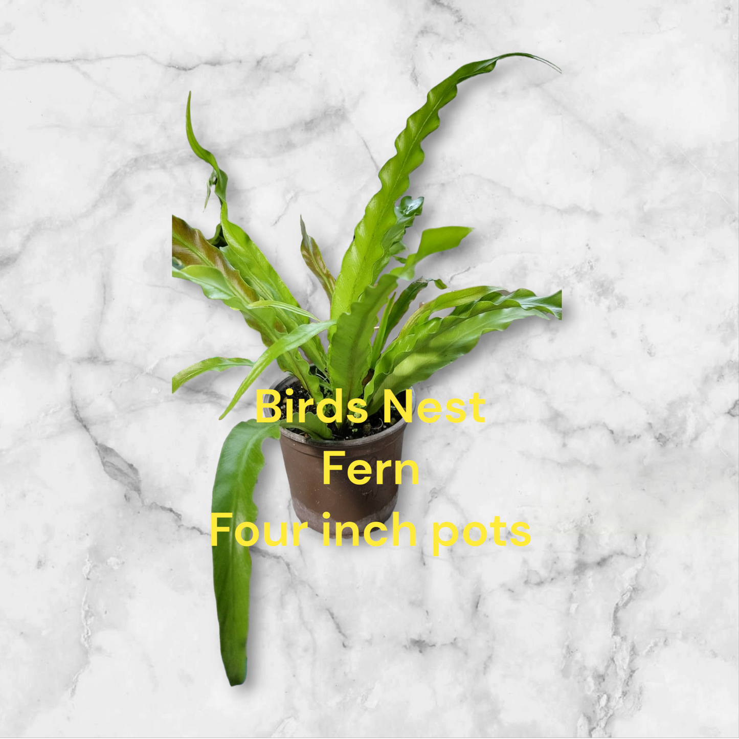 Birds Nest Fern four inch fern. Serrated edges. Photos b4 Shipping