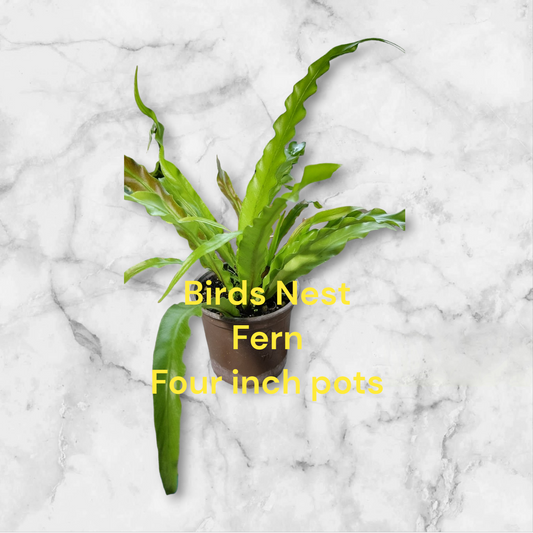 Birds Nest Fern four inch fern. Serrated edges. Photos b4 Shipping