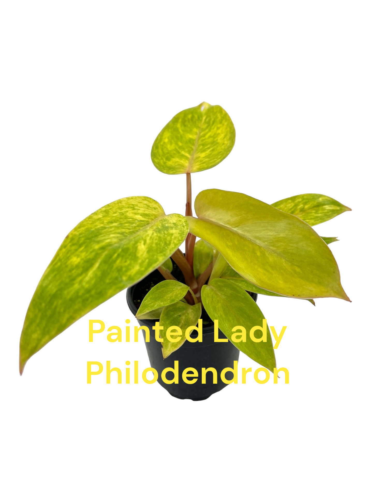 Philodendron Painted Lady Six Inch Pot. Photos b4 Shipping