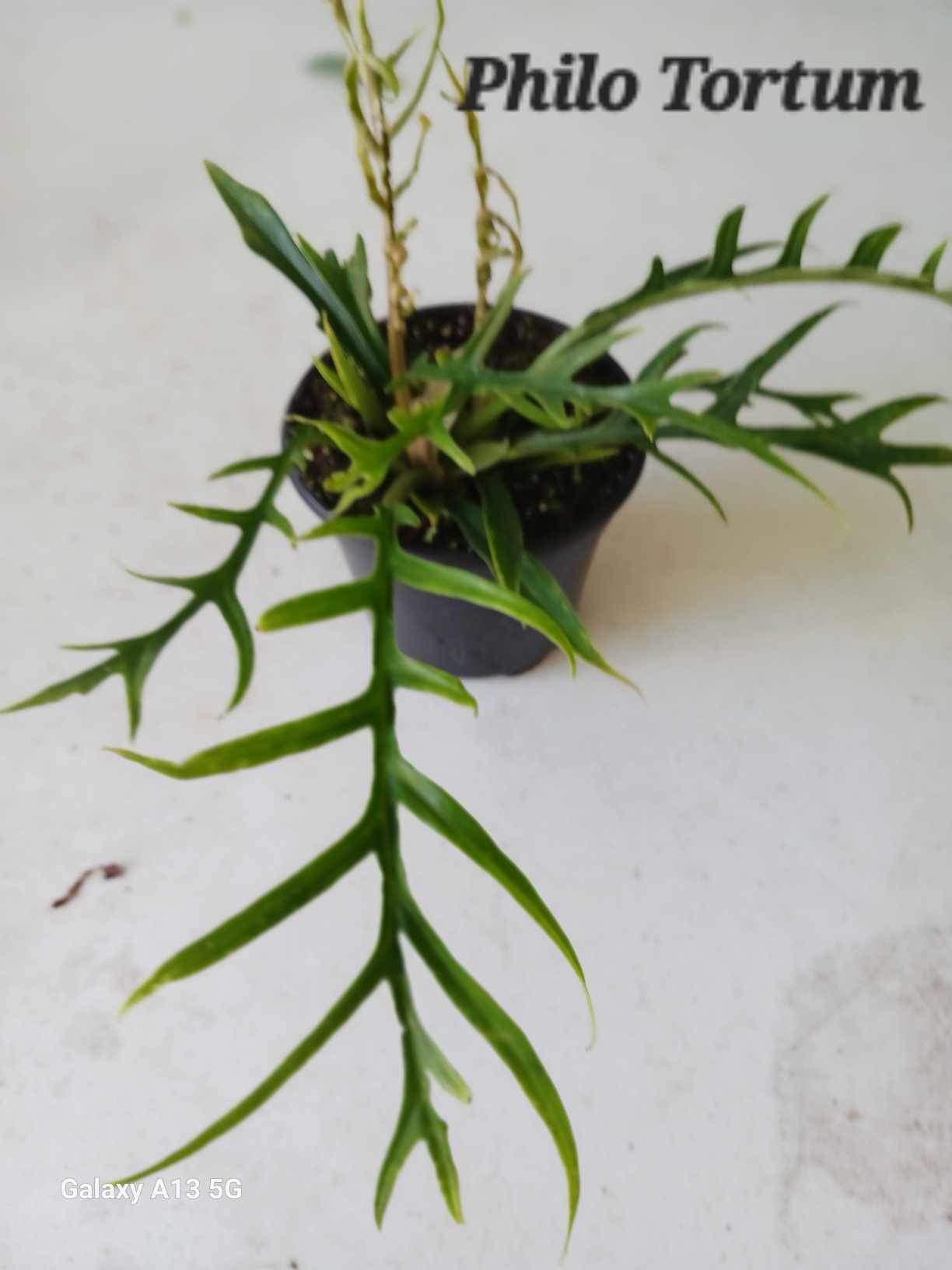 NEW RARE Philodendron Tortum four inch pots. Photos b4 Shipping
