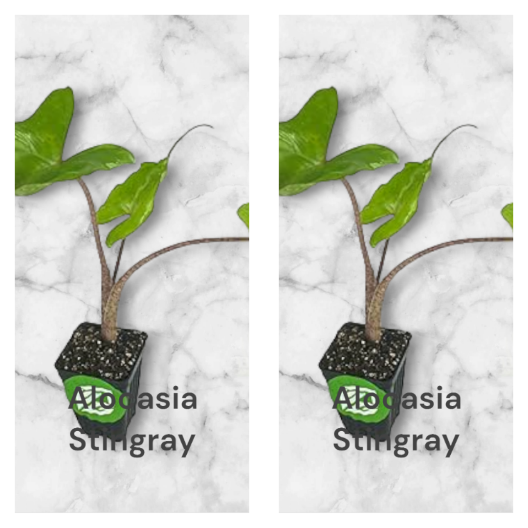 TWO Alocasia Stingray young plants in a three inch pot. photo b4 shipping.