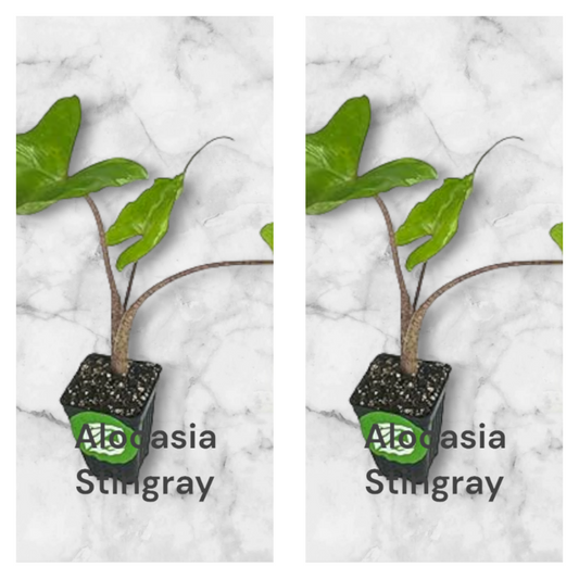 TWO Alocasia Stingray young plants in a three inch pot. photo b4 shipping.