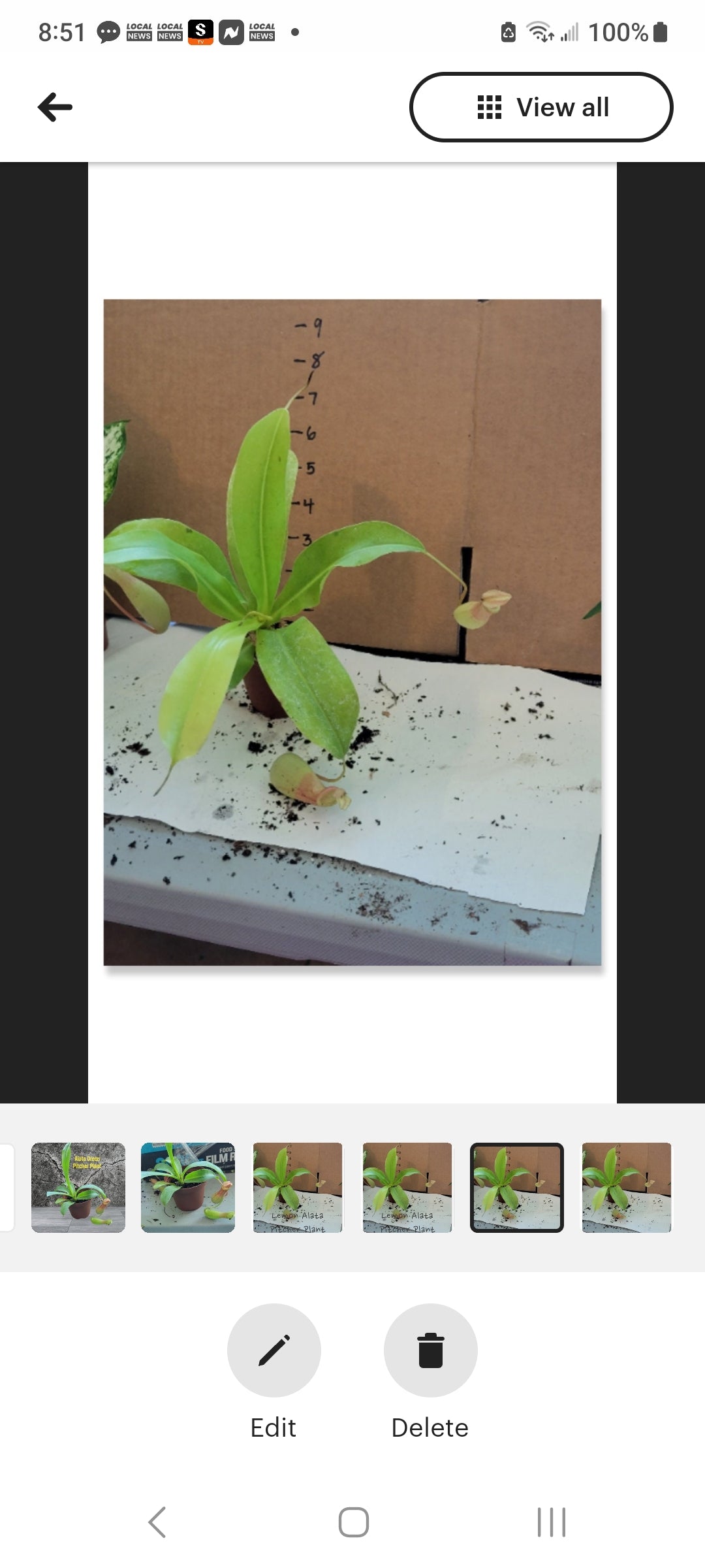 Nepenthes Alata Pitcher Plants four inch pots. Photos b4 Shipping