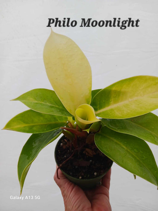 Philodendron Prince of Moonlight four inch pot