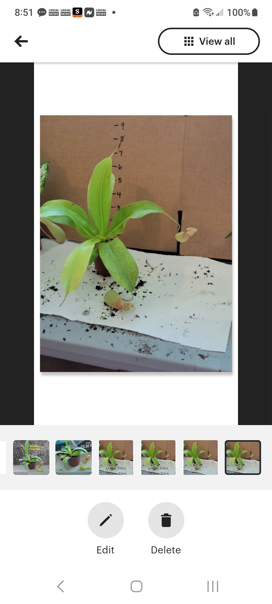 Nepenthes Alata Pitcher Plants four inch pots. Photos b4 Shipping