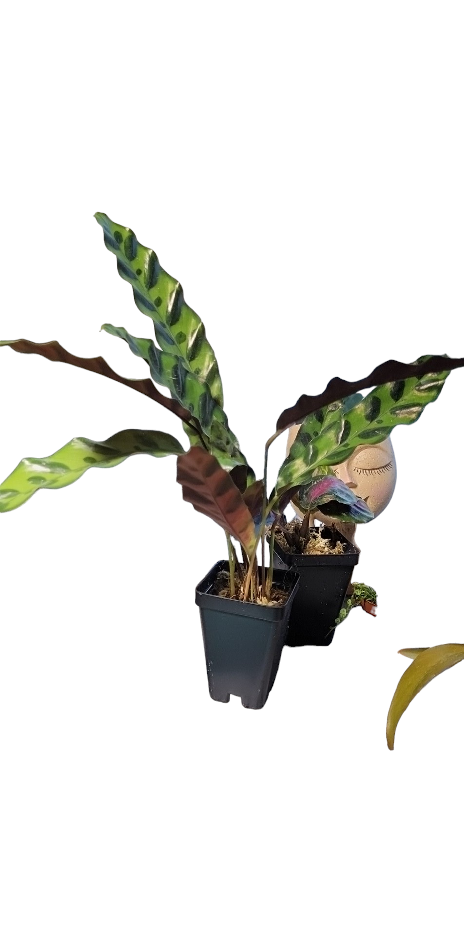 Calathea Lancifolia Rattlesnake three inch pot. Photos b4 Shipping