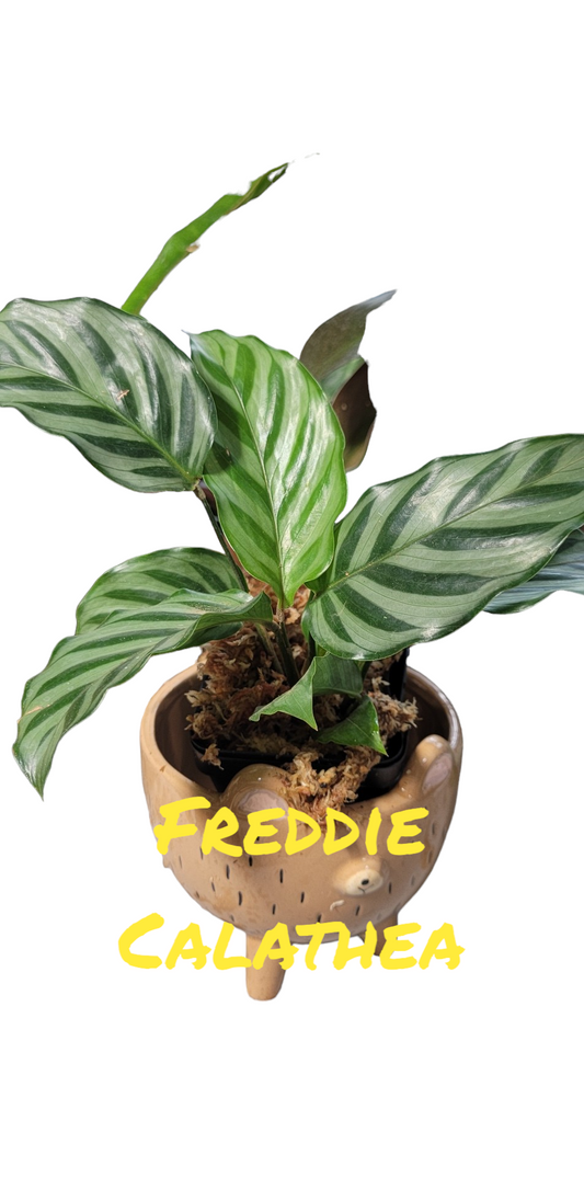Calathea Freddie starter plant in three inch pot. Photos b4 Shipping