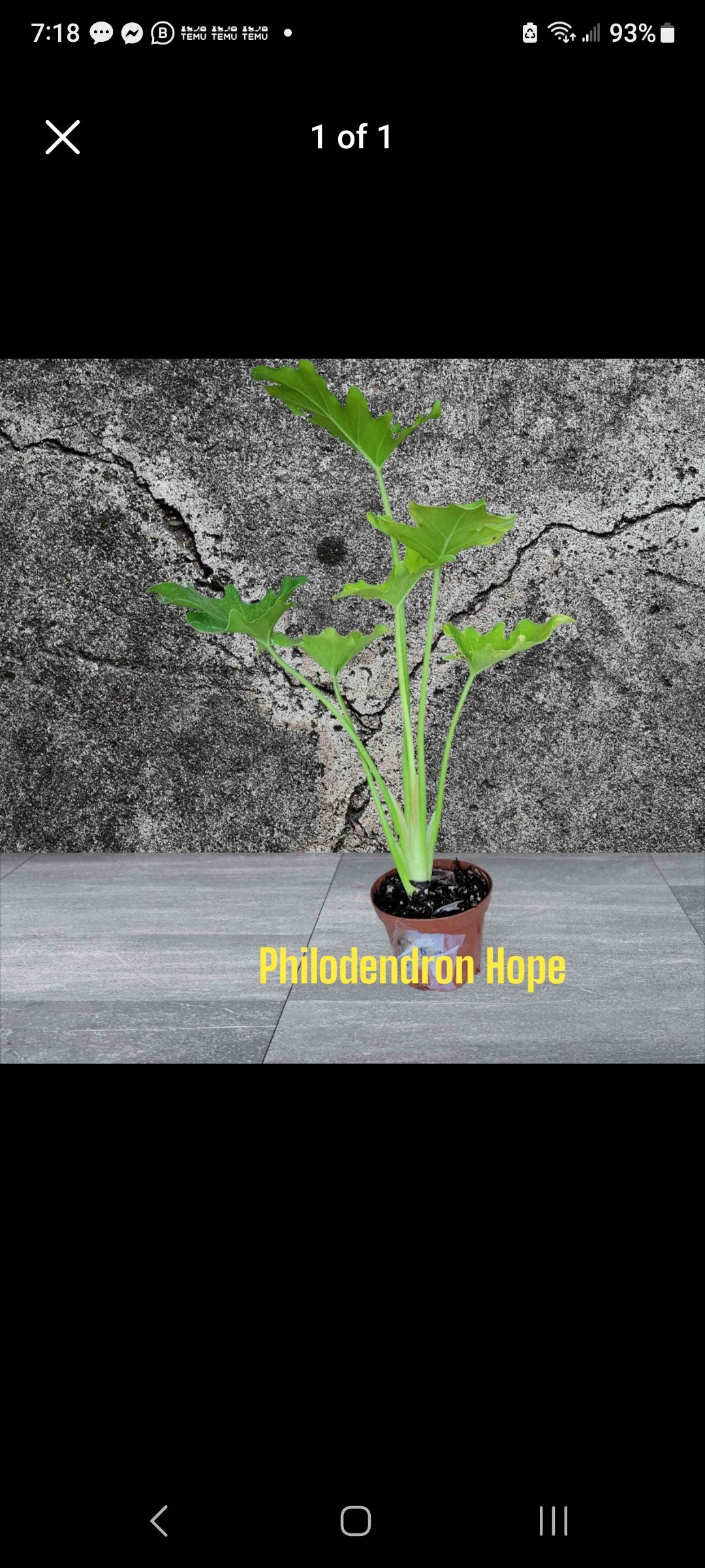 Philodendron Hope with ruffle edges. Four inch Pot Photos b4 Shipping