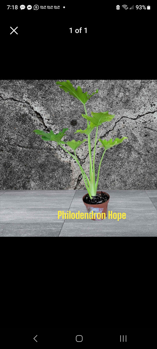 Philodendron Hope with ruffle edges.  Four inch Pot  Photos b4 Shipping