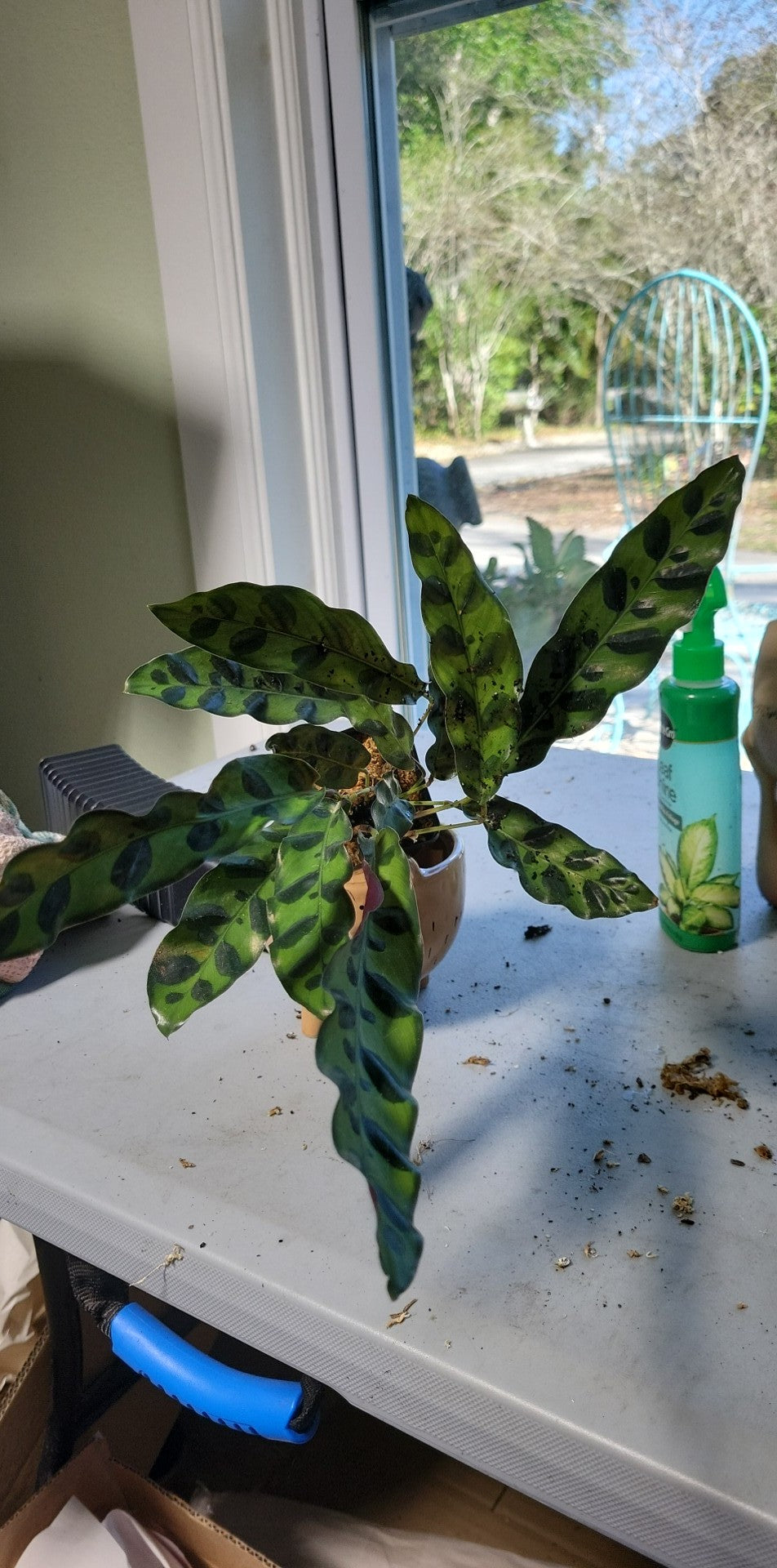 Calathea Lancifolia Rattlesnake three inch pot. Photos b4 Shipping