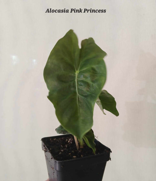 Alocasia Calidora Pink Princess Dragon with pink stems in a four inch pot.  Starter plant. Photos b4 Shipping