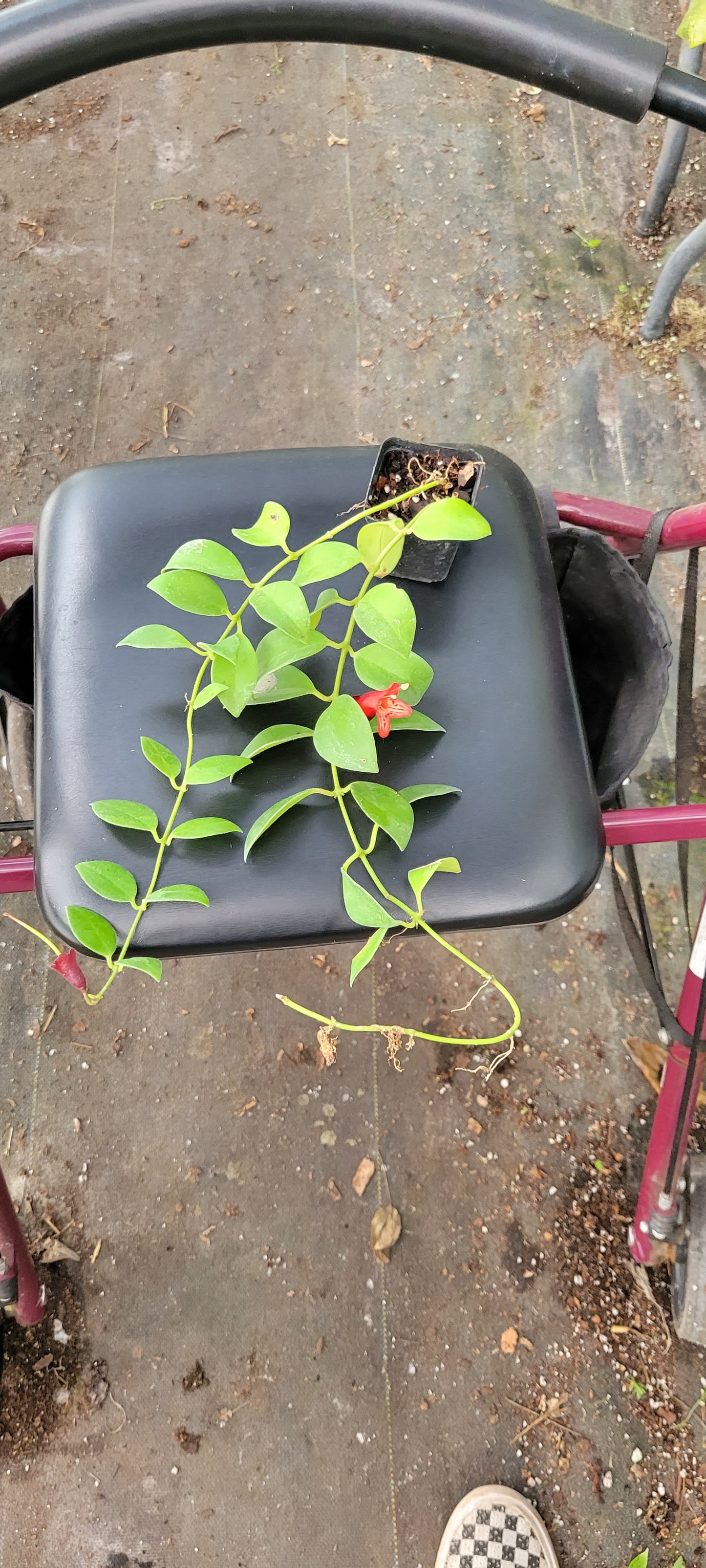 Lipstick Plant two/three inch pot