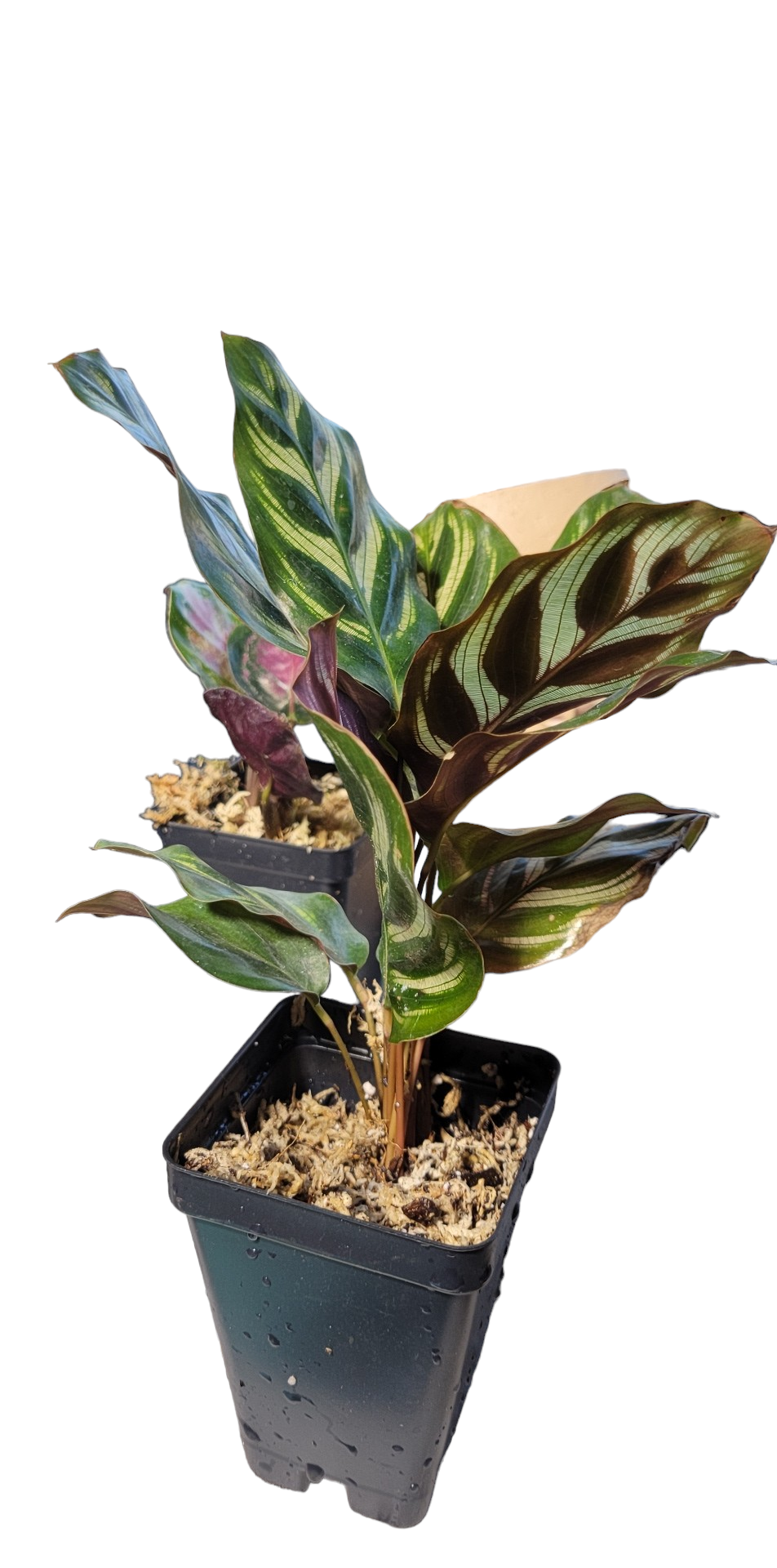 Calathea Lancifolia Rattlesnake three inch pot. Photos b4 Shipping