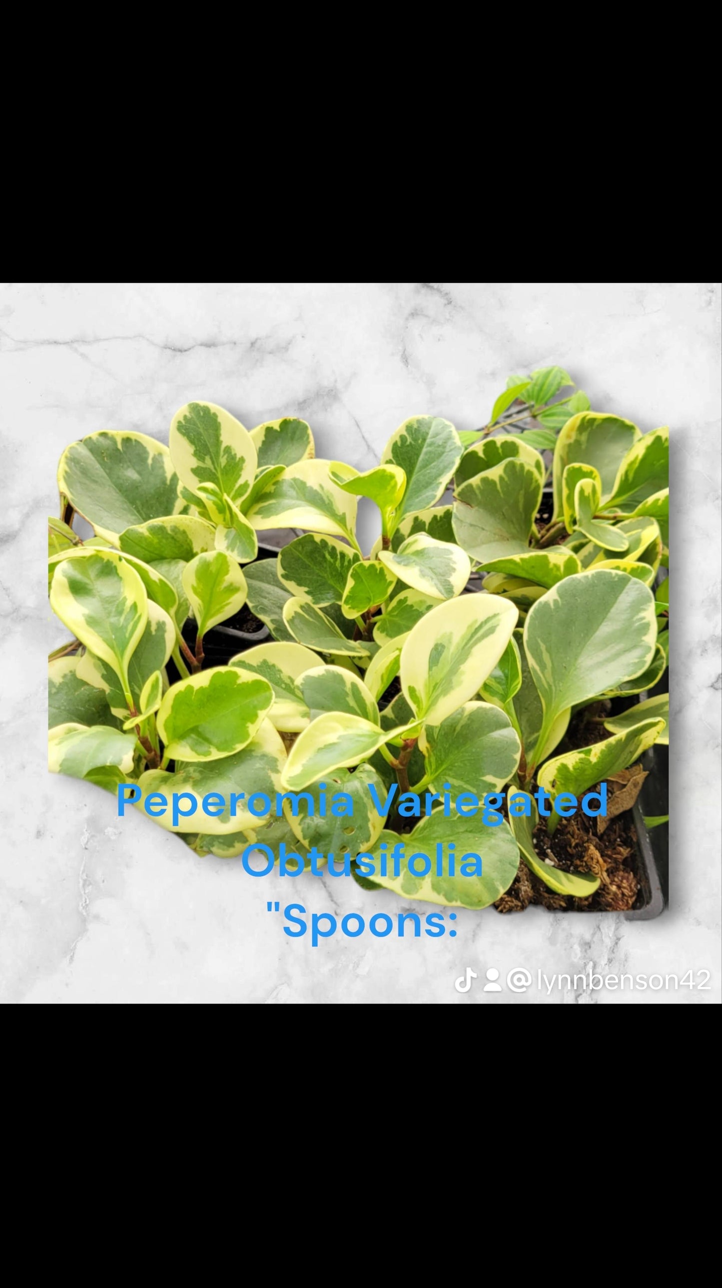 Peperomia Baby Rubber Plant Variegated Obtusifolia "Spoons" three inch pot.