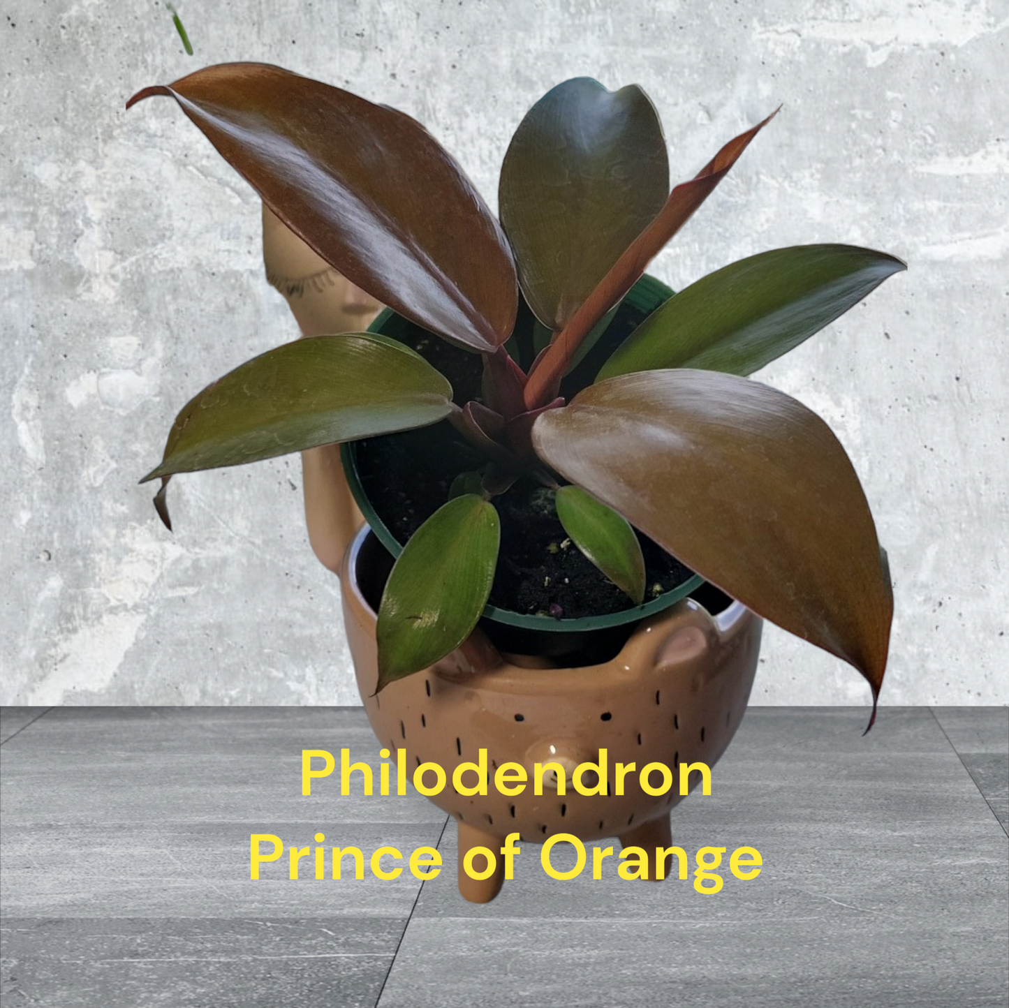 Philodendron Prince of Orange in a four inch nursery pot. Photos before shipping