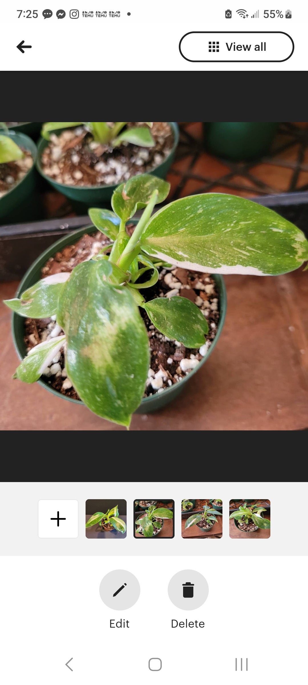 Philodendron White Princess starter plants three inch pots.