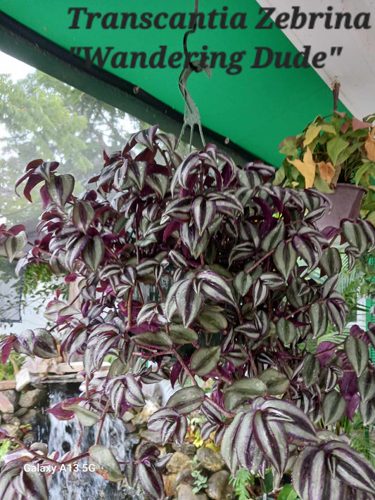 Tradescantia Zebrina Purple 8 inch pot.  Photos b4 Shipping.