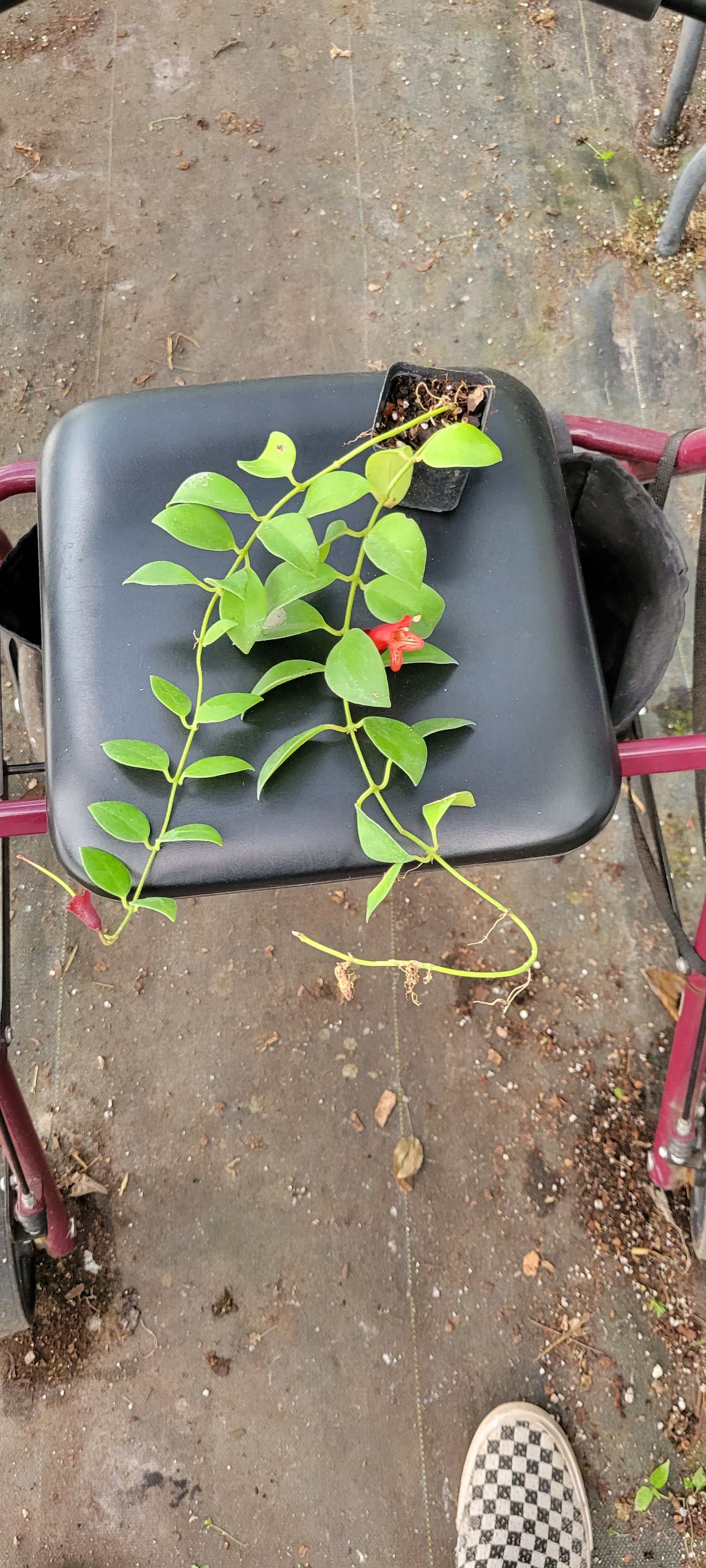 Lipstick Plant two/three inch pot