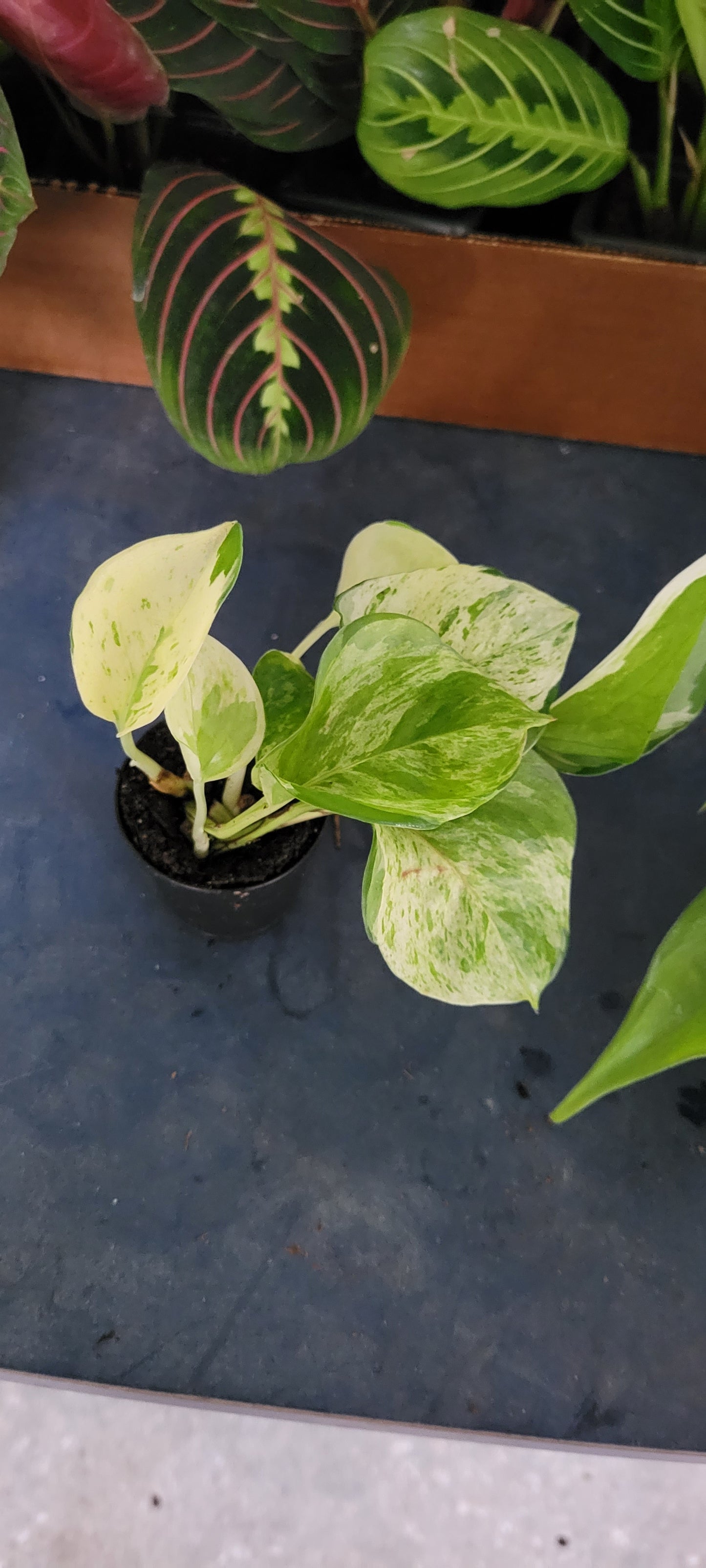 Epipremnum Pothos Snow Queen starter plants in two inch pots
