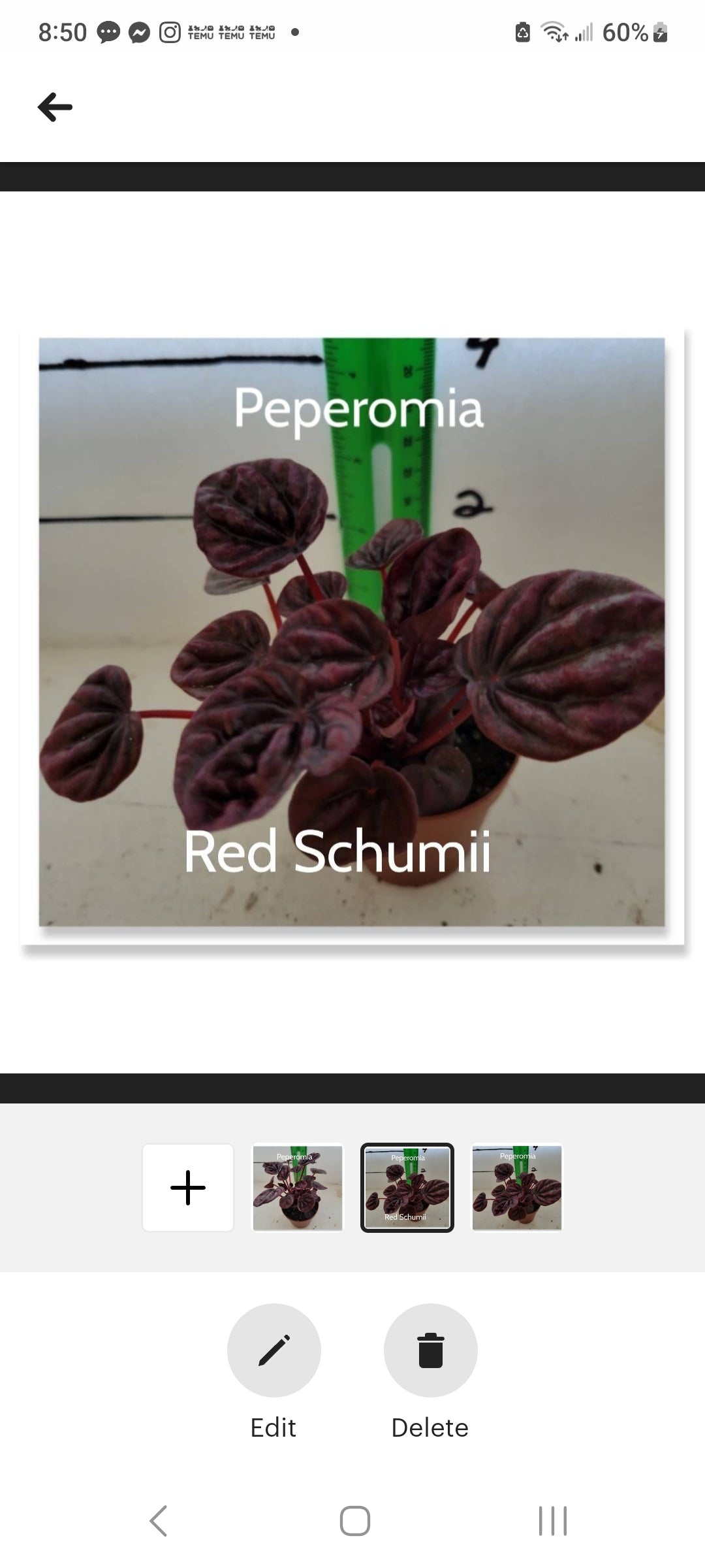 Peperomia Red Schumii three inch pots starter plants. Photos b4 shipping