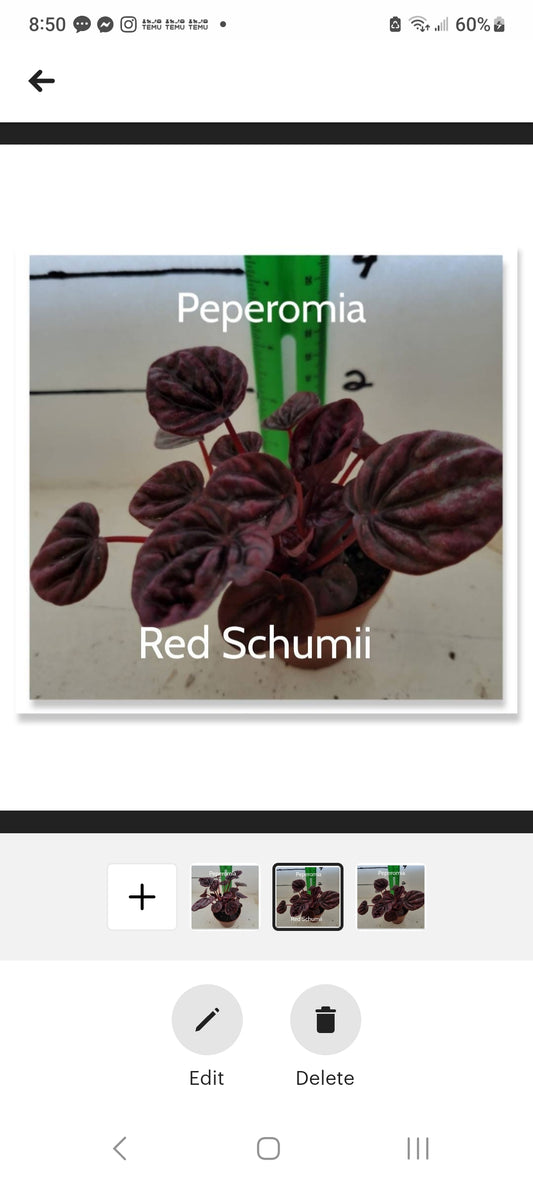 Peperomia Red Schumii three  inch pots starter plants. Photos b4 shipping