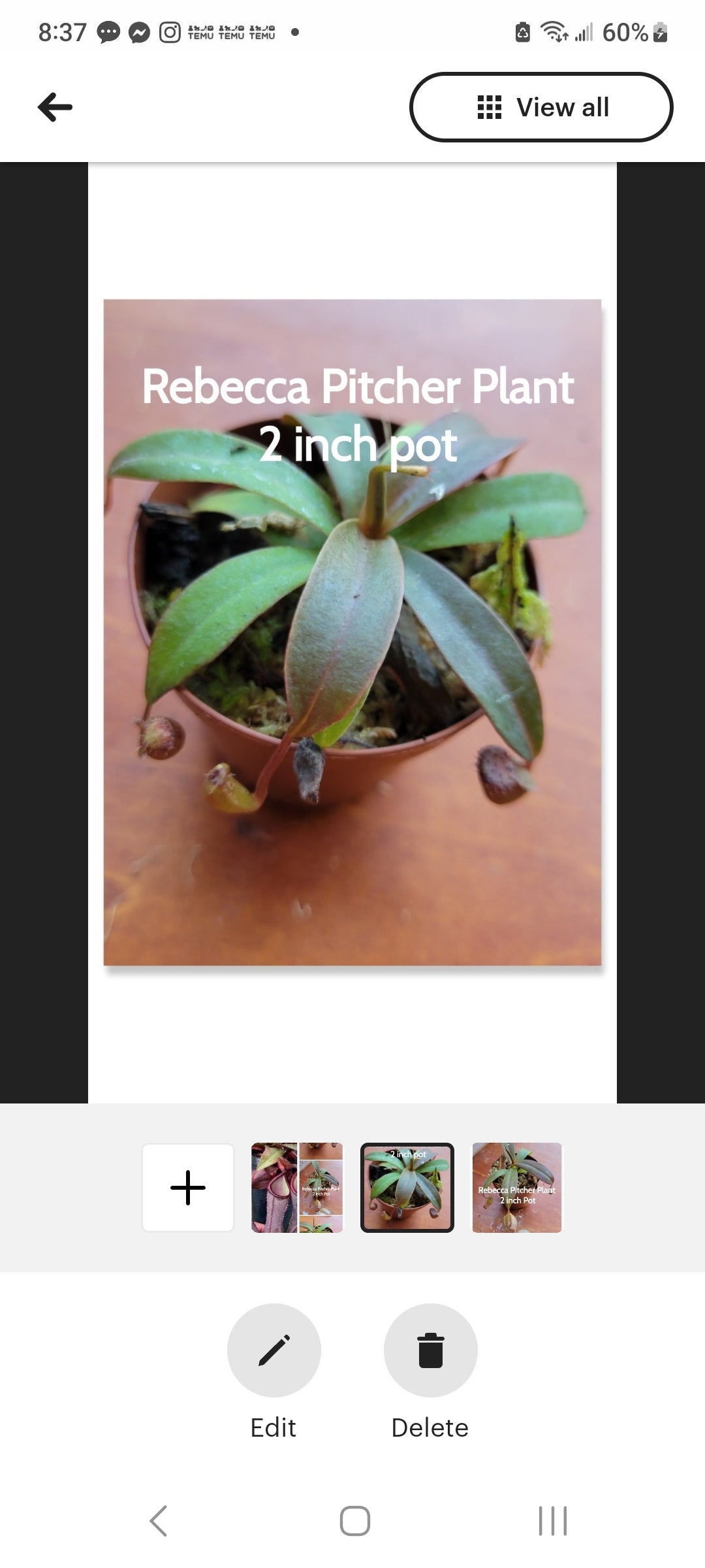 Nepenthes Rebecca Sopher Pitcher Plant starter plants two inch pots. Photos b4 Shipping.