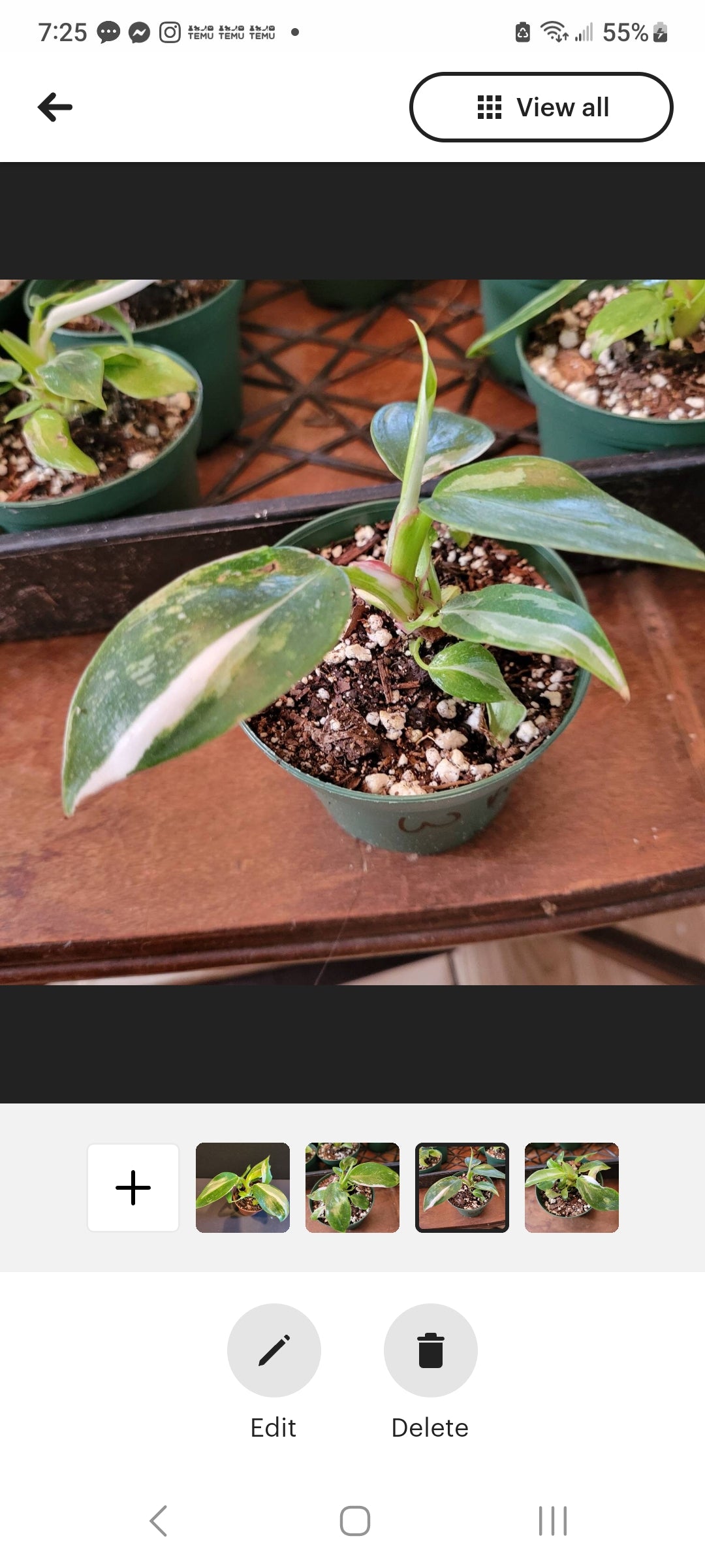 Philodendron White Princess starter plants three inch pots.