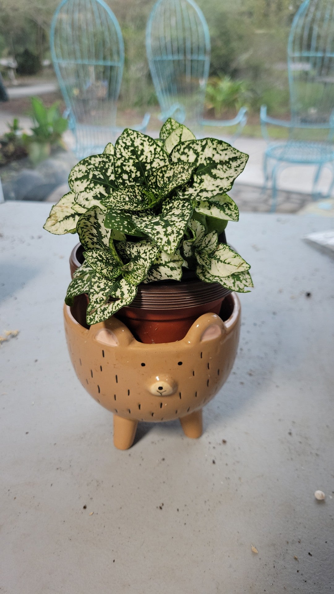 White Polka Dot Hypoestes 3 inch pot. Photos b4 Shipping.