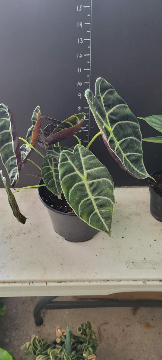 Alocasia Watsoniana in a six inch pot.