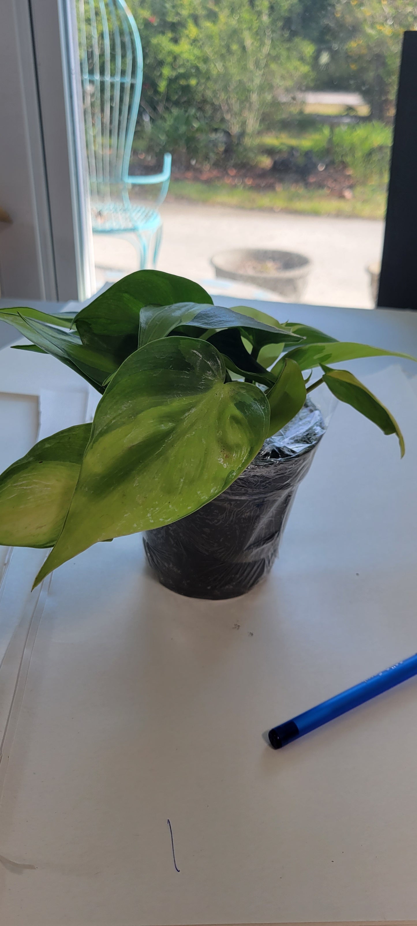Epipremnum Pothos Brasil three inch pot. Photos b4 Shipping.
