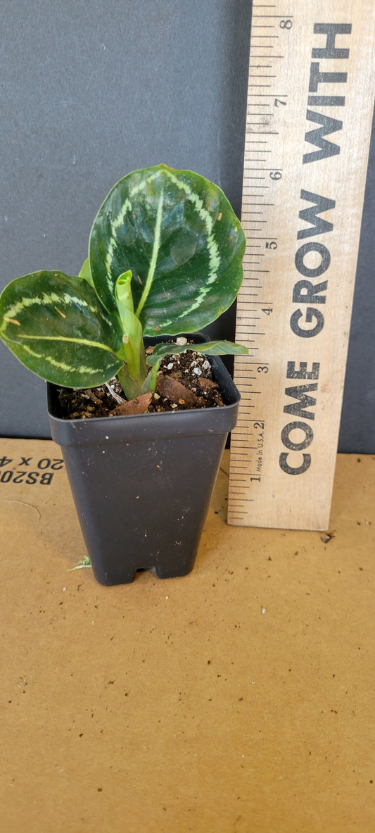 Calathea Green Lipstick. Three inch pot. Photos b4 Shipping