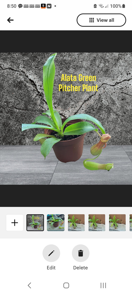 Nepenthes Alata Pitcher Plants four inch pots. Photos b4 Shipping