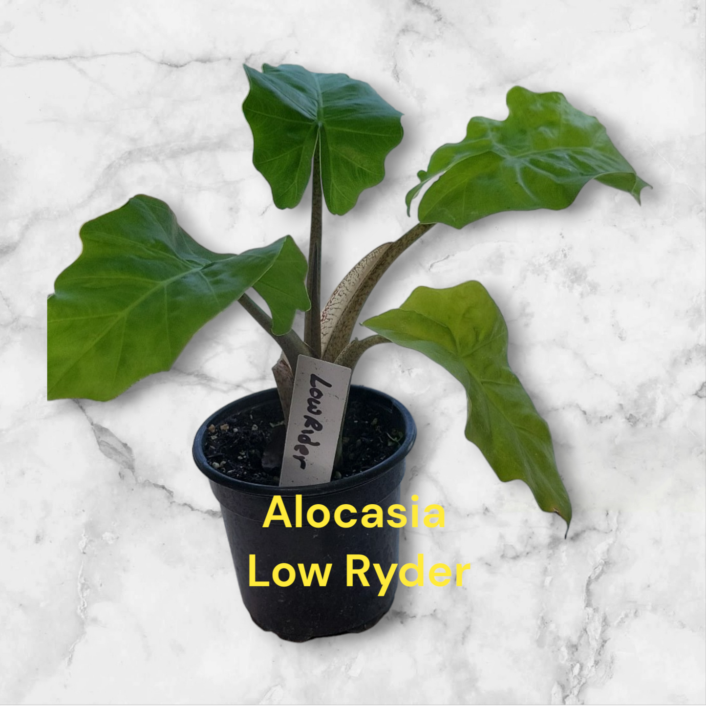 Alocasia Low Ryder in four inch pot. Photo b4 shipping