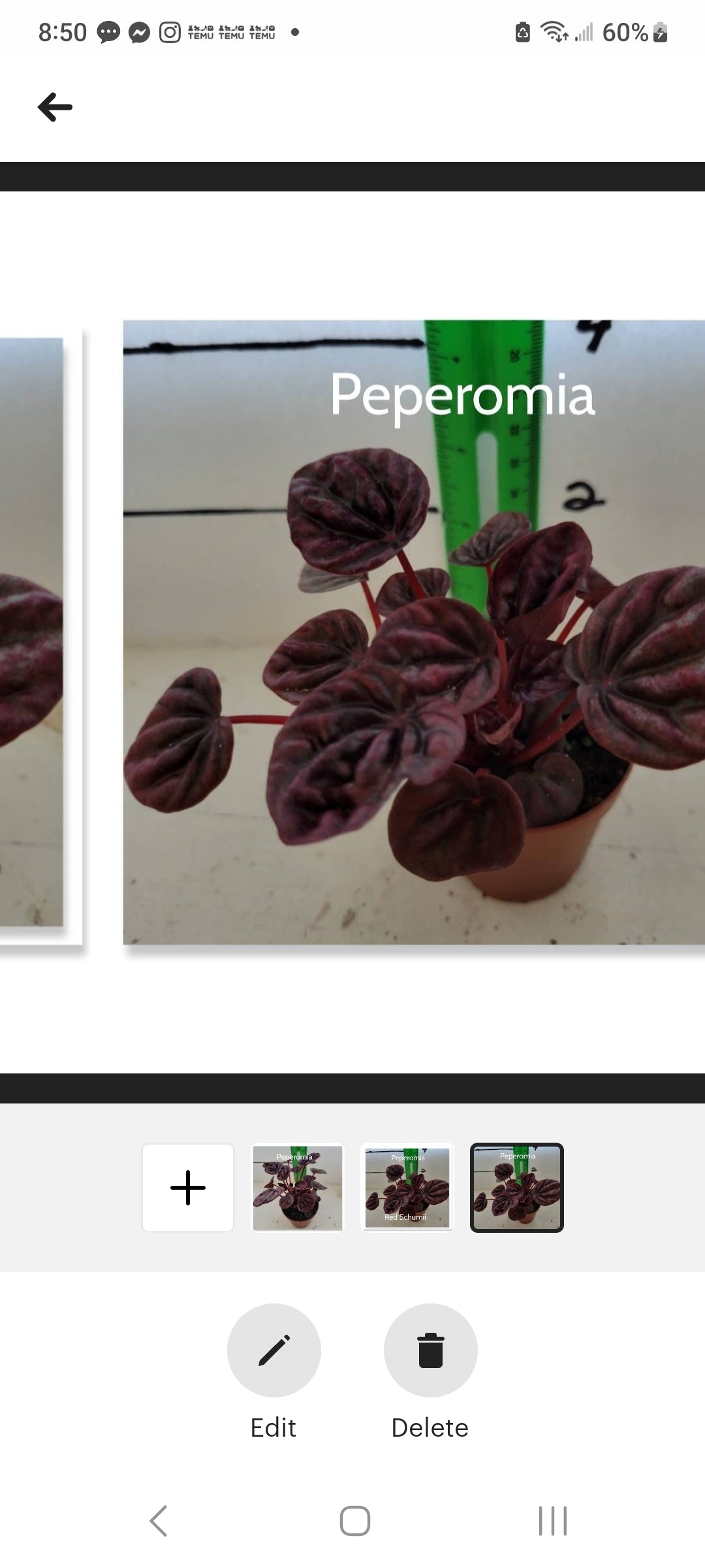 Peperomia Red Schumii three inch pots starter plants. Photos b4 shipping